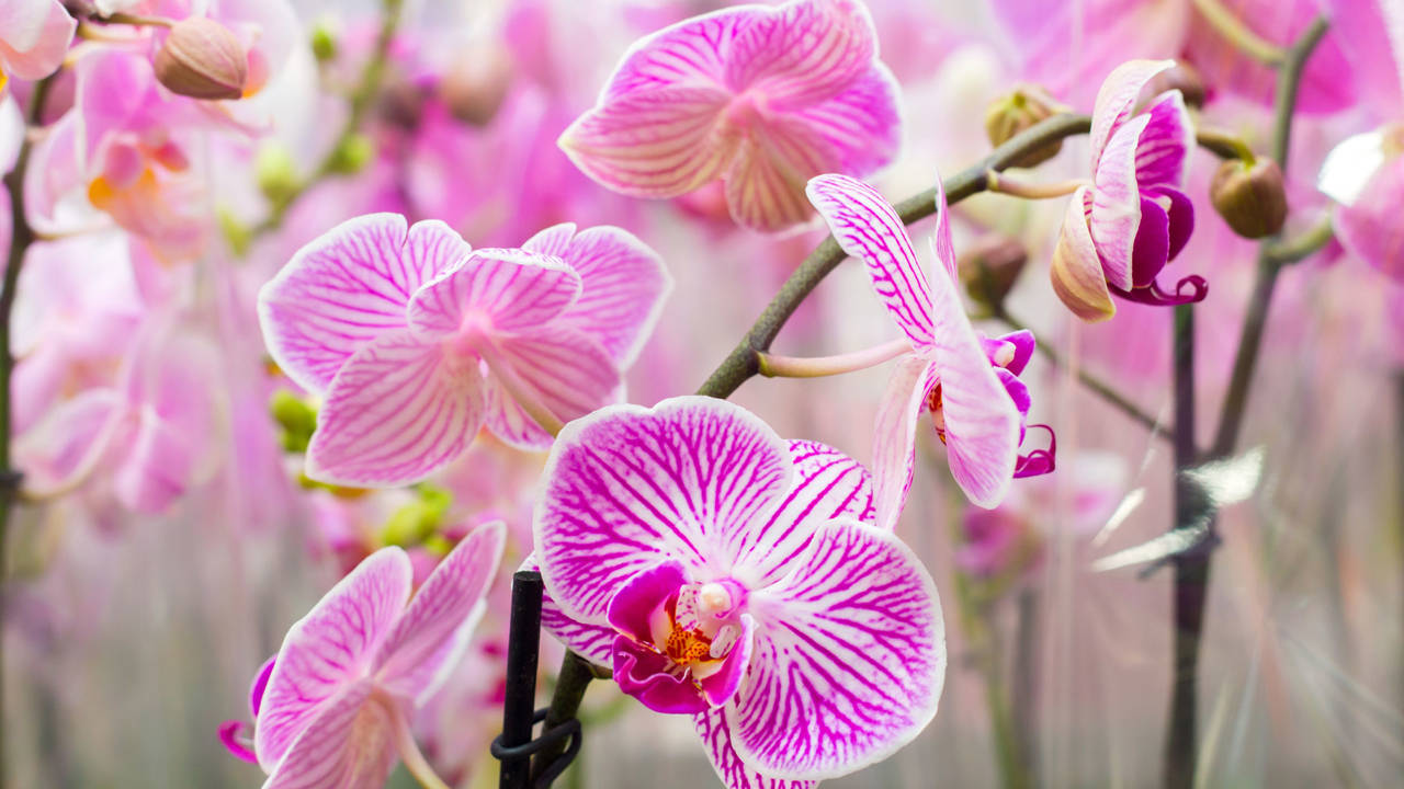 Las Propiedades Curativas de las Orquídeas: Un Tesoro de la Naturaleza